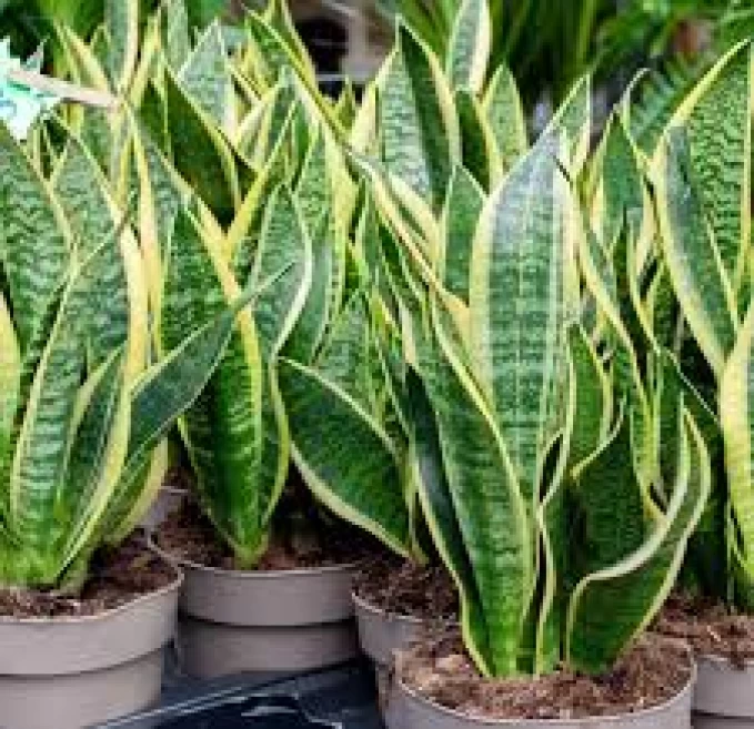 Snake Plant